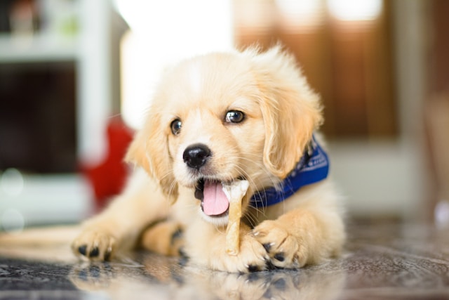 子犬がおやつを食べている