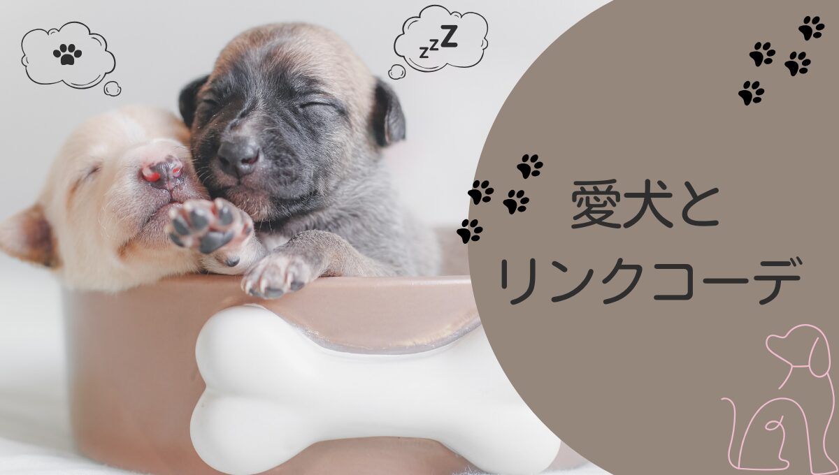 愛犬とリンクコーデができる記事のアイキャッチ